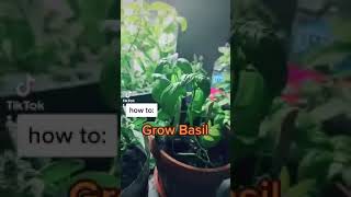 How to Grow Basil