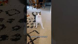 Cats can say English #funnyvideo #usacats #funny #catsusa #catfunny #pets #catusa #catvideos