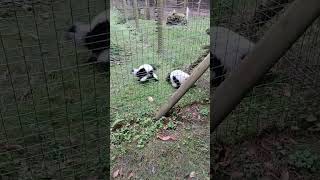 black lemurs playing tag! #zoo