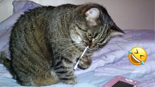 ПРИКОЛЫ С ЖИВОТНЫМИ ДО СЛЕЗ / Смешные КОТЫ 2022 / Приколы с КОТАМИ / Funny ANIMALS video