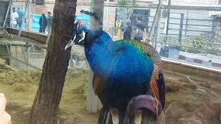 دلبری طاووس های زیبای پارک ارم تهران 🦚🤩