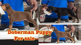 Doberman Pincher Puppy For Sale #showquality #heavybone //7988570530