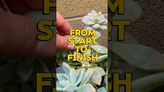 Propagate like a pro! #leafpropagation #succulentcare #succulents #ghostplant #liftoff #takeoff #diy