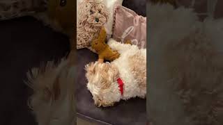 Sleepy Dog Hugo Busy Day #dogs #shortvideo #shorts #music #foryou #hugo #lullaby #doglover