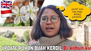 UPDATE POHON BUAH KERDIL DI KEBUNKU SEBELUM SALJU DATANG DI INGGRIS