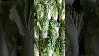 green veges #trending #satisfying #viral #shortvideo #success #highlights