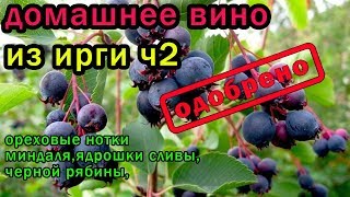 смодельное домашнее вино из ирги ч2