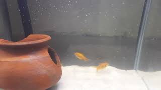 Beauty of Goldfish | UltraHD Aquarium Relaxing | Super beautiful goldfish #goldfish #fishtanksetup