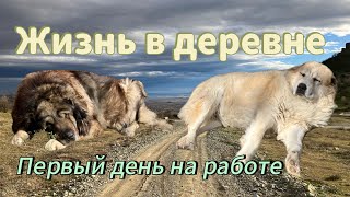 Жизнь в деревне/первый день на работе в Тбилиси.