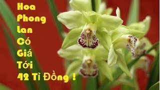 Hoa Phong Lan Có Giá Tới 42 Tỷ Đồng | Lan Rừng | Lan Rừng Quý Hiếm -2017