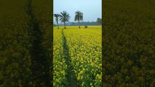 চারিদিকে সরিষা ক্ষেত || #nature