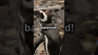 5 Hilarious Penguin Facts You Didn’t Know! 🐧😂  #facts #peagon #viralvideo