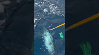 #fishing #fish #offshorefishing #tuna #tunafishing #mahi ##fishingvideo #tunafish #fisherman #bait