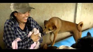 Lek, The Elephant Whisperer of Chiang Mai - HD