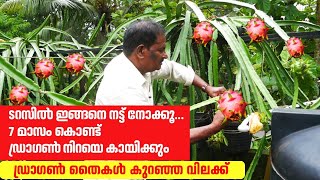 Dragon fruit farming| ഡ്രാഗൺ ഫ്രൂട്ട് കൃഷി | Dragon fruit krishi