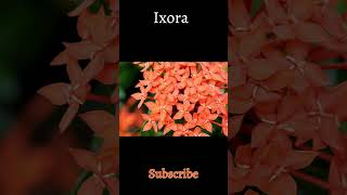 "Ixora flowers: A haven for pollinators" #beautiful #flower #shorts