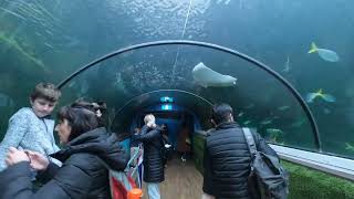 WALKING TOUR: Sydney Sea Life Aquarium.