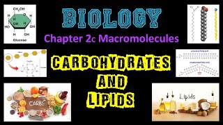 Macromolecules - Carbs & Lipids