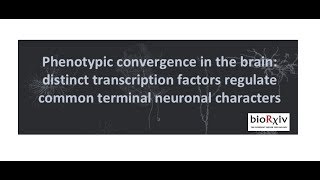 Phenotypic convergence in the brain - Transcription factors & neuronal characters