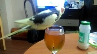 Dodo drinking