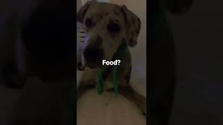 He is depressed #viral #puppy #viralvideo