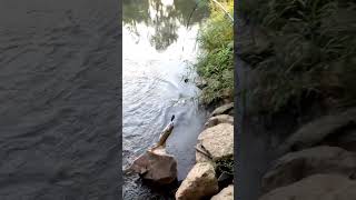 Smallmouth bass smashes whopper plopper, Creek fishing Columbus Ohio