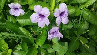 Breezy Morning FOREST - Weed flowers & squirrels