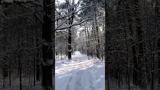 #winterwonderland #winter #walking #sunshine #relaxingmusic #naturelovers #travelvideo #snow #chill