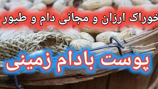 خوراک رایگان دام و طیور , کاهش هزینه خوراک , پوست بادام زمینی در جیره دام و طیور