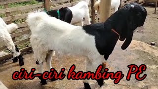 Ciri-ciri kambing PE