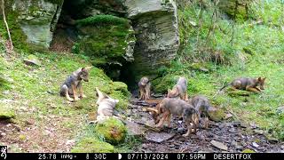 Vlci v Kremnických vrchoch. Wolf pack,canis lupus,ВолкTop