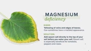 Symptoms of Deficiency of Calcium, Potassium and Magnesium in plants and their home remedies