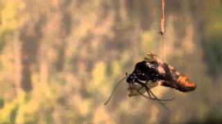 Baby butterflies born in the Natural-History Museum of Burgas