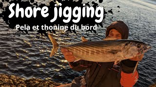 Shore jigging Marseille - Bonitos from the ROCKS with Sakura Shukan !