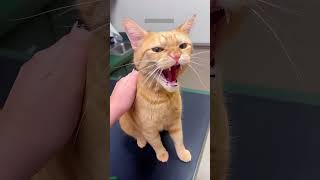 ❤️🐈 Funny cats ❤️🐈 , ❤️Cute cats #CatHouse  episode 5469