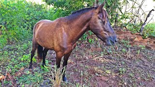 ESSE É MEU  NOVO CAVALO 🙏