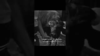 حالات واتس اب🖤/ستوريات انستا /ستوري حزين/ستوريات عبود/𝒌𝒊𝒏𝒈 𝒑𝒓𝒐𝒐𝒐 🖤