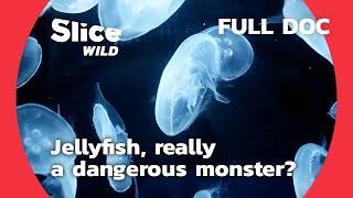 Trip into the Fascinating World of Jellyfish | SLICE WILD | FULL DOC