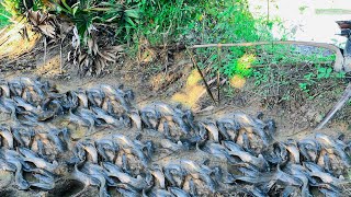 amazing fishing! a lot of catch catfish at field when dry water catch by hand a fisherman