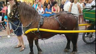 Altea. Un pony en desfile