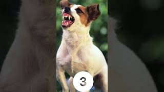 Top 5 Dog Breeds Known for Biting: Stay Informed