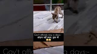 Aapne kitna diya??😂😂  #shorts #funny #funnycats #comedy #cat #comedyvideo #trending #viral #memes