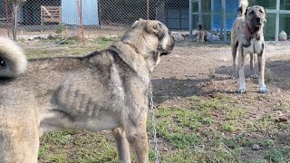 KANGAL HAYDUT VE RAMBO NUN HÜSÜMETİ BİTMİYECEK