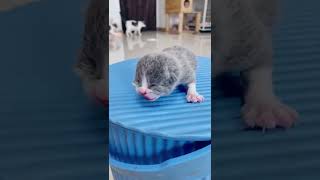 The first hour of a cat's birth #shorts