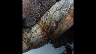 little known ways of of giant african land snails at night