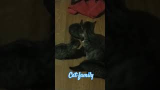 Cat family