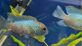 Electric blue acara cichlid best tank mates - what fish can you have with blue acara cichlids