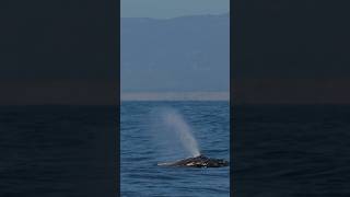 Humpback breath off California coast 🐋