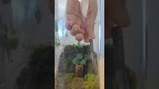 Expense Free Terrarium // DIY Terrarium