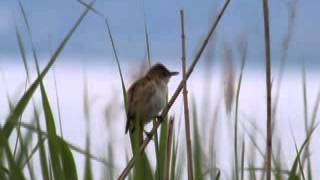 Great reed warbler